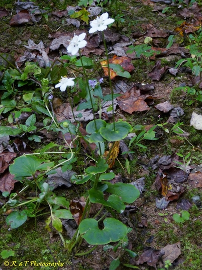 {Parnassia asarifolia}